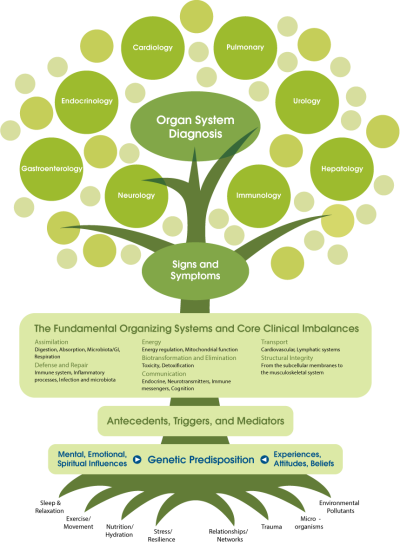 Tree diagram: lifestyle foundations as roots, underlying imbalances as the trunk, and symptoms and diagnoses as the branches and leaves